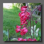 Heuchera x brizoides  (le jardin de la poterie Hillen) www.poterie.fr